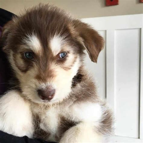 Siberian Husky Poodle Mix: Huskydoodle Puppy