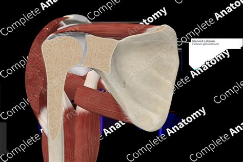 Glenoid Labrum | Complete Anatomy