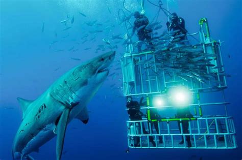 Best Place to Cage Dive with Great White Sharks - Top 8 Locations!