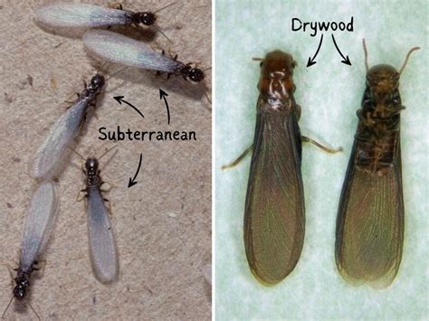 Drywood Termites: How to Identify and Get Rid of Them