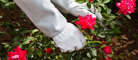 Best Gardening Gloves In 2022 [Buying Guide] – Gear Hungry