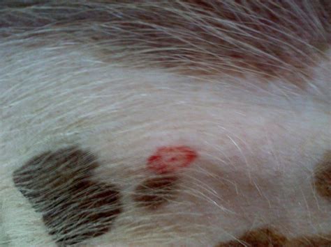 What Does A Tick Bite Look Like In A Dog Dogwalls | Images and Photos ...