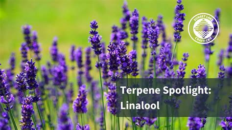 Terpene Spotlight: Linalool - Benefits, Uses, and Sources