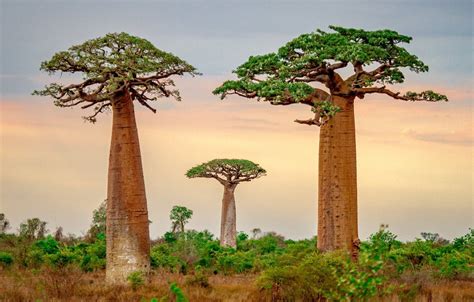 Baobab Wallpapers - Wallpaper Cave