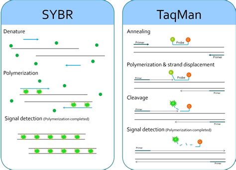 Real-Time PCR: Principle, Process, Markers, Uses