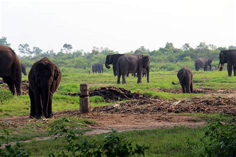 650+ Way Kambas National Park Photos Stock Photos, Pictures & Royalty ...