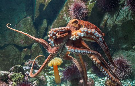 Giant Pacific Octopus: A Large Piece of the Octo-Pi - Nature Canada