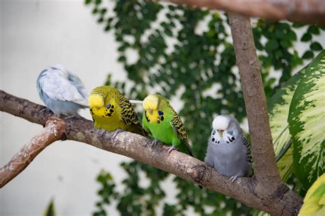 Where Do Parakeets Come From? | Introduction To Parakeets | Parakeets