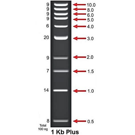 1 kb Plus DNA Ladder | Ayonex Labs