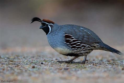 Best Quail Breeds For Pets and Eggs – Farm Animal Pet