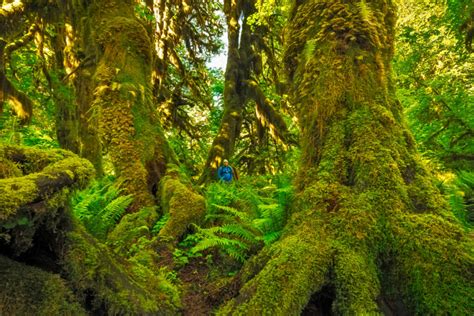 Old-growth forests of Pacific Northwest could be key to climate action