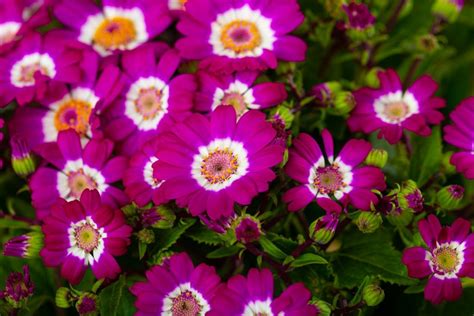 Cineraria Plant: Growing & Caring Guide