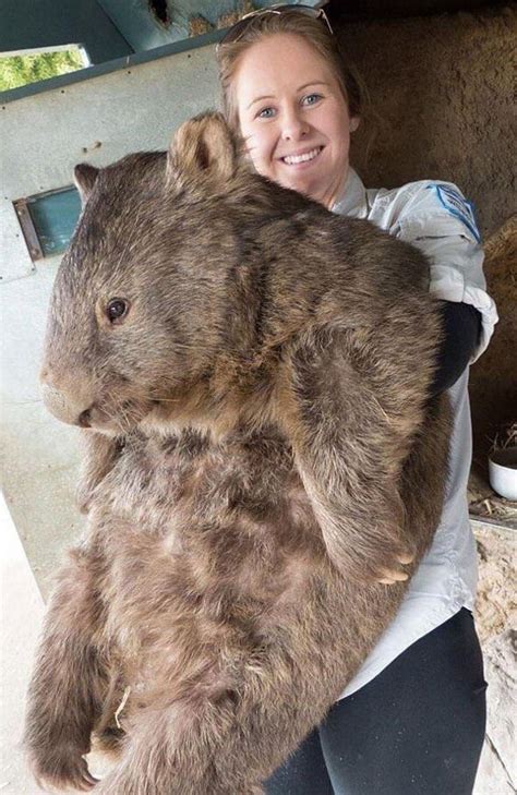 Absolute unit : r/AbsoluteUnits