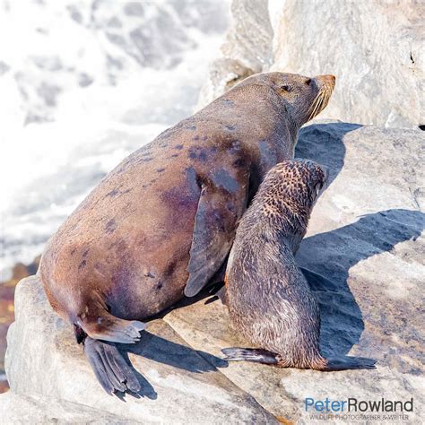 Earless Seals - Peter Rowland Photographer & Writer