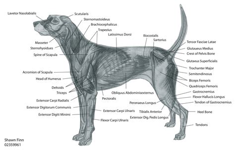 canine muscular anatomy | Dog Muscles Diagram http://www.pic2fly.com ...