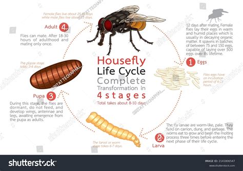 House Fly Adult