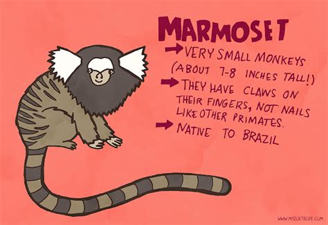 My Zoetrope: 166: Marmoset