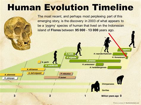 Afbeeldingsresultaat voor human evolution timeline | Human evolution ...