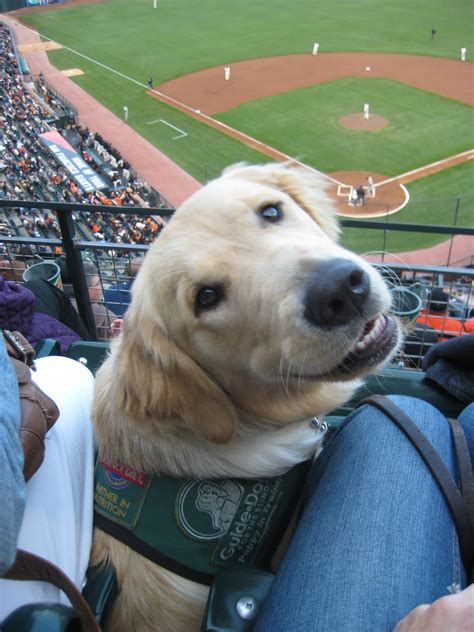 17 Pups Who Are Stoked About the Ultimate Game of Fetch: Baseball