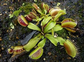 Venus Flytrap Facts, Habitat & Adaptations | What Do Venus Flytraps Eat ...