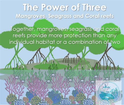 Three is better than one: Mangroves, Seagrass, and Coral Reefs - CCEF