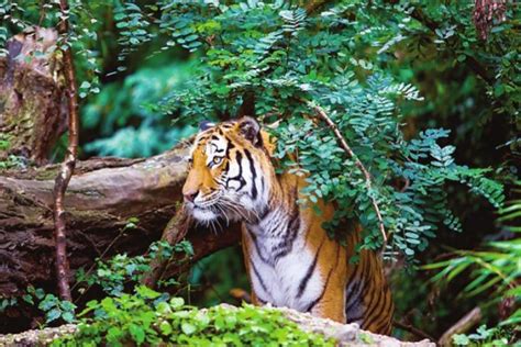 Damage to tiger conservation - The Statesman