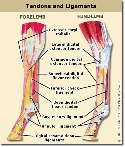 Horse Leg Anatomy Explained | Everything You Did Not Know