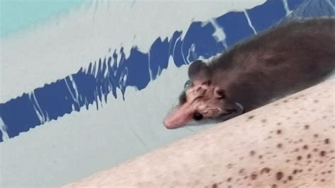 Baby opossum swimming - YouTube