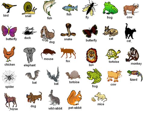 Animals names list in english ideas | Zoo Animals