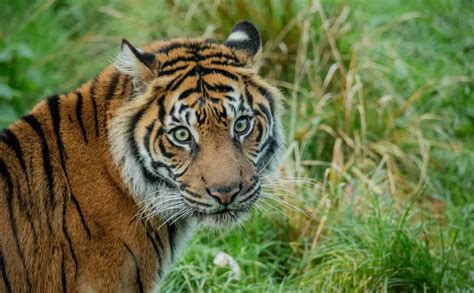 Sumatran tiger conservation | ZSL