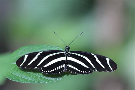 1920x1080 wallpaper | zebra longwing butterfly on a green leaf close up ...