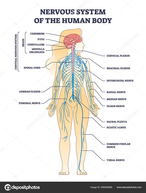 Nervous System Human Body Nerve Network Anatomy Outline Diagram Labeled ...