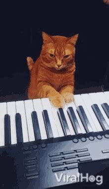 Cat Playing Piano GIFs | Tenor