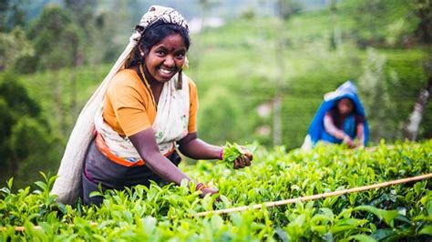 Sri Lankan Tea Pluckers Celebrate 150 Years Of Working For A Pittance ...