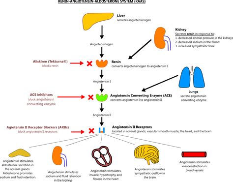 The Renin-Angiotensin-Aldosterone System (RAAS) | Renin angiotensin ...