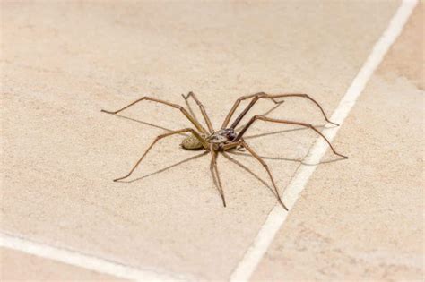 Washington's Giant House Spiders - Animals Around The Globe