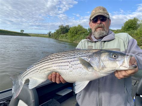 2023 Sacramento River Striped Bass Fishing Report! — Jeff Goodwin Fishing