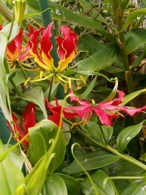 DRAGON LILIES...they bloom throughout the summer. They have tendrils on ...