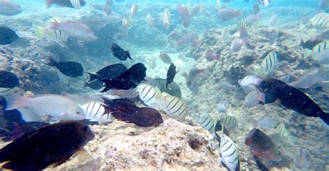 Hanauma Bay Coral Reef