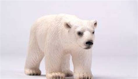 How Do Polar Bears Camouflage? | Sciencing