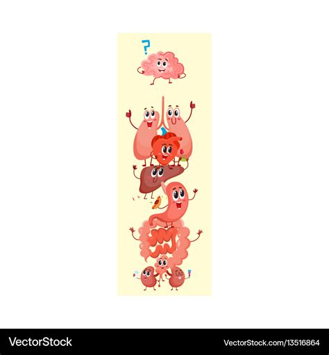 Cartoon diagram of human anatomy funny internal Vector Image