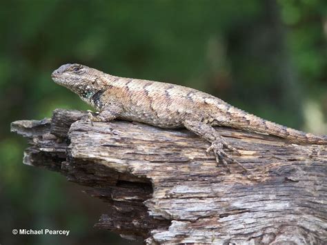 Eastern Fence Lizard Wallpapers - Wallpaper Cave