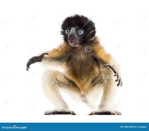 4 Months Old Baby Crowned Sifaka Standing Against White Stock Photo ...