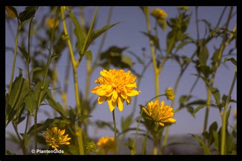 Rudbeckia laciniata 'Golden Glow' | Groeninfo.com