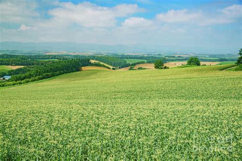 Aerial view a large corn field Photograph by Chon Kit Leong