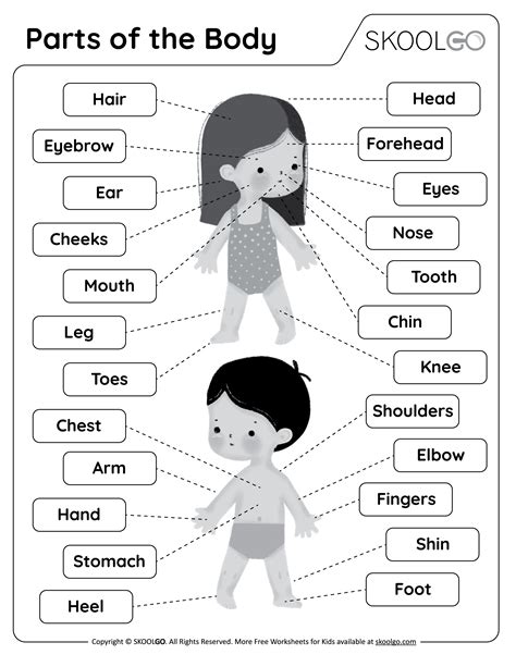 Parts of the Body - Free Worksheet - SKOOLGO