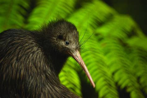 Kiwi Capital of the World ™ | Whakatāne NZ