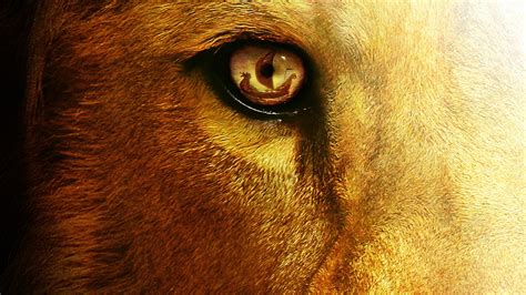 🔥 [20+] Lion Eyes Desktop Wallpapers | WallpaperSafari