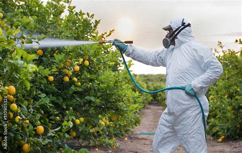 Weed insecticide fumigation. Organic ecological agriculture. Spray ...