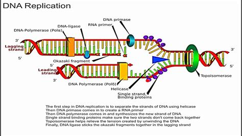 9biopinos: DNA vs. RNA